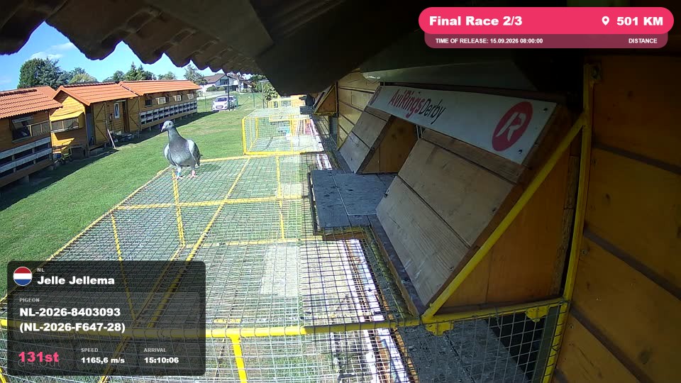 Pigeon Arrival Image For Race Final Race 2/3