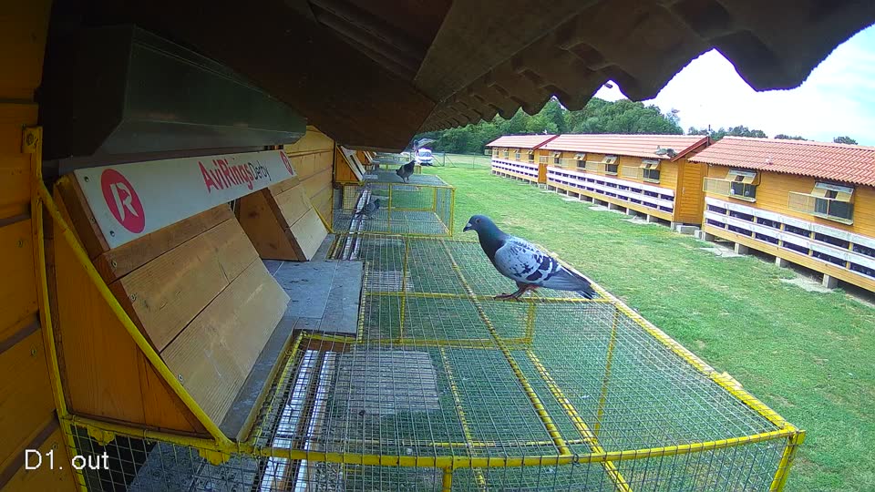 Pigeon Arrival Image For Race Race 4