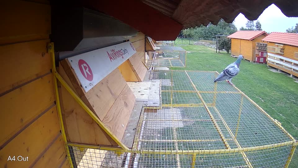 Pigeon Arrival Image For Race Final race 3