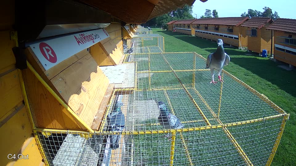 Pigeon Arrival Image For Race Final race 1