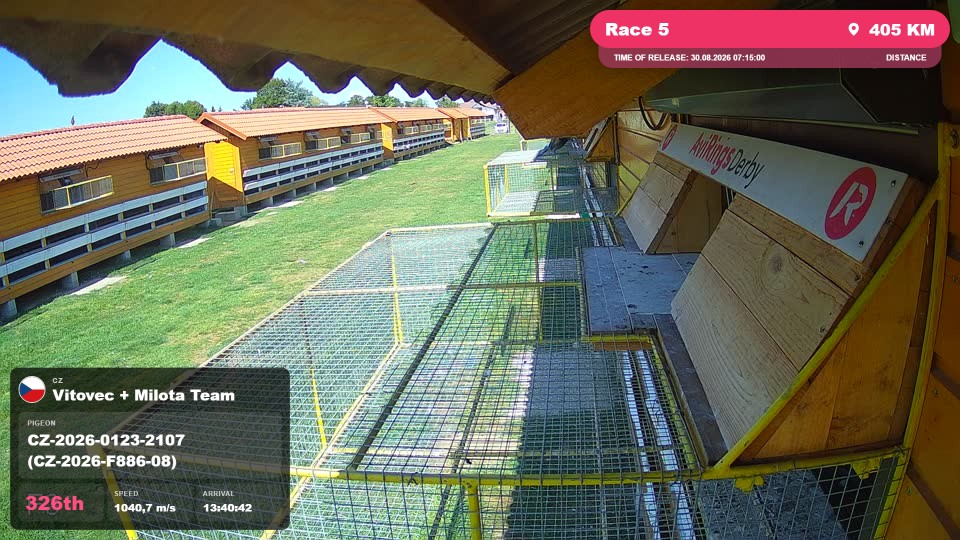Pigeon Arrival Image For Race Race 5