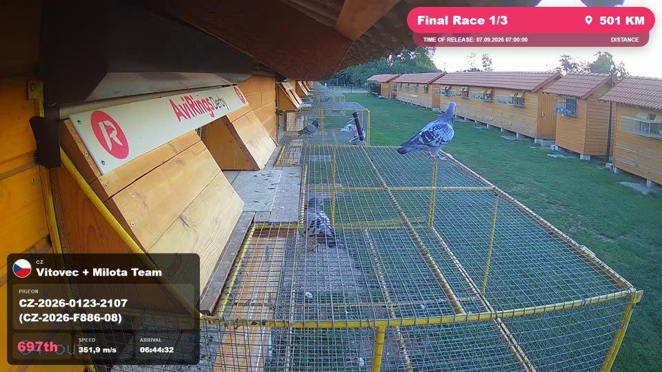Pigeon Arrival Image For Race Final Race 1/3