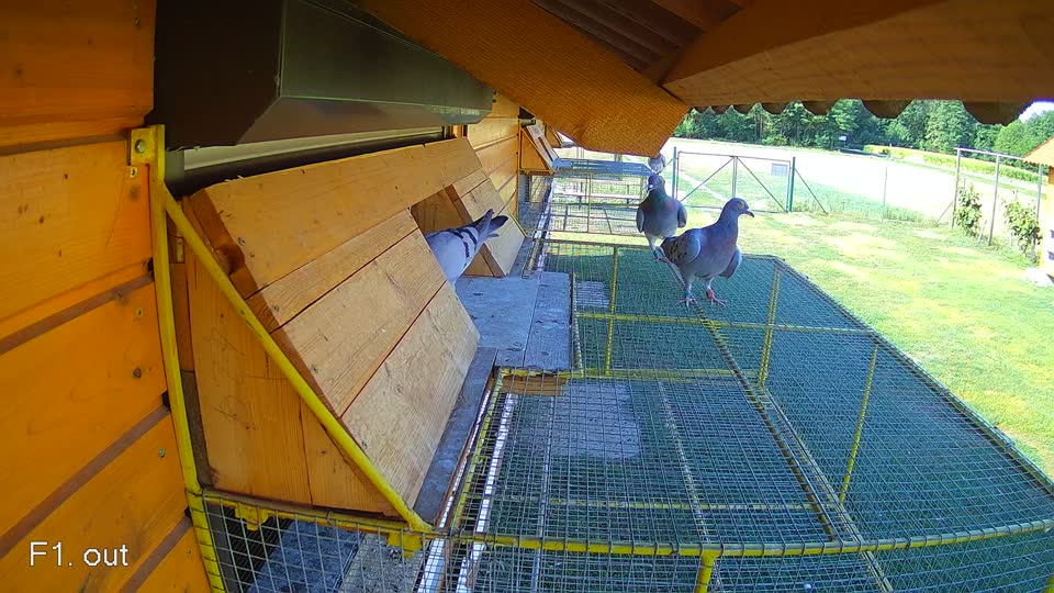 Pigeon Arrival Image For Race Race 2