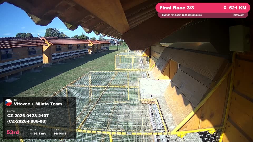 Pigeon Arrival Image For Race Final Race 3/3