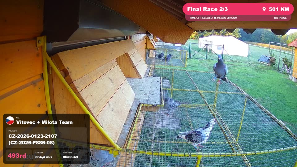 Pigeon Arrival Image For Race Final Race 2/3