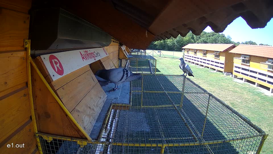 Pigeon Arrival Image For Race Race 3