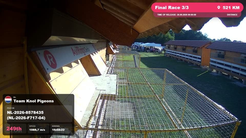Pigeon Arrival Image For Race Final Race 3/3