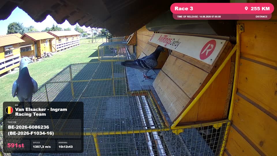 Pigeon Arrival Image For Race Race 3