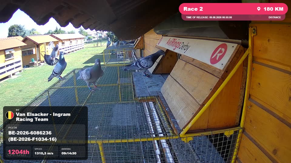 Pigeon Arrival Image For Race Race 2