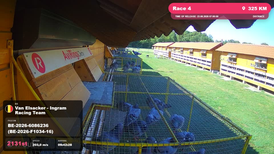 Pigeon Arrival Image For Race Race 4
