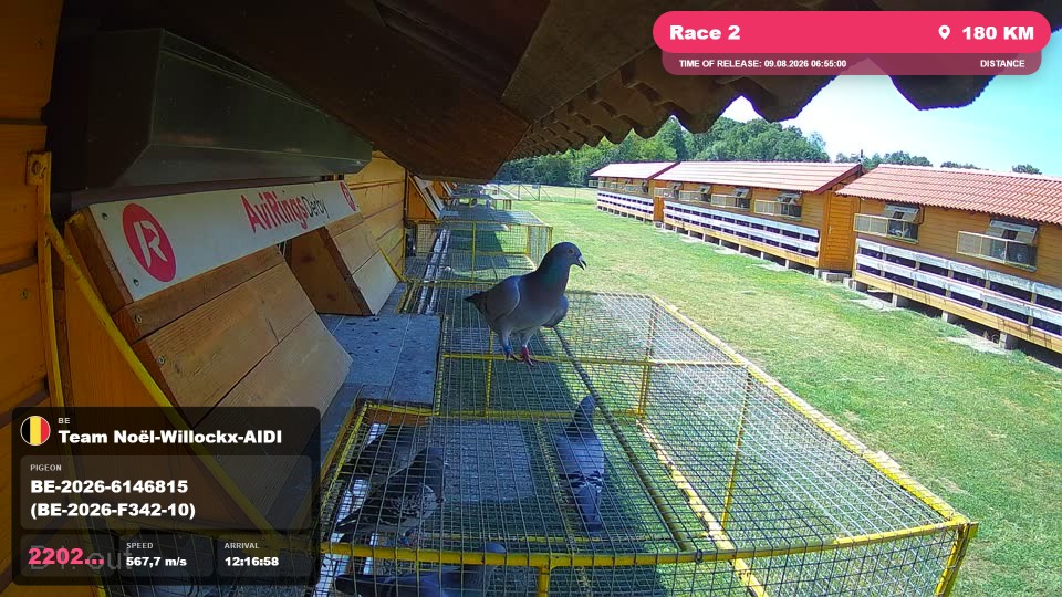 Pigeon Arrival Image For Race Race 2