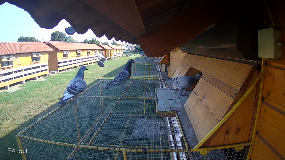 Pigeon Arrival Image For Race Race 1