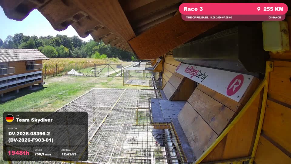 Pigeon Arrival Image For Race Race 3