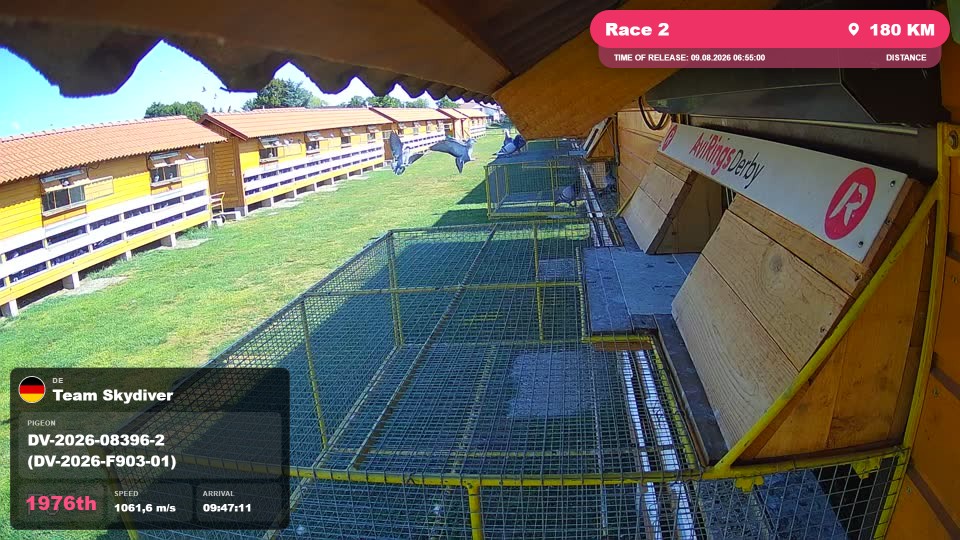 Pigeon Arrival Image For Race Race 2