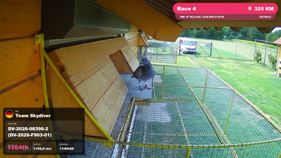 Pigeon Arrival Image For Race Race 4
