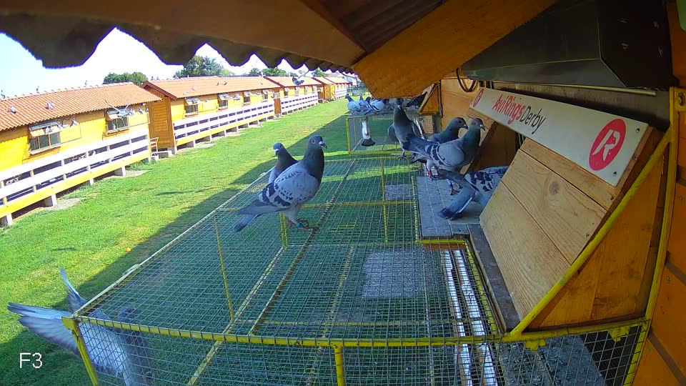Pigeon Arrival Image For Race Race 1