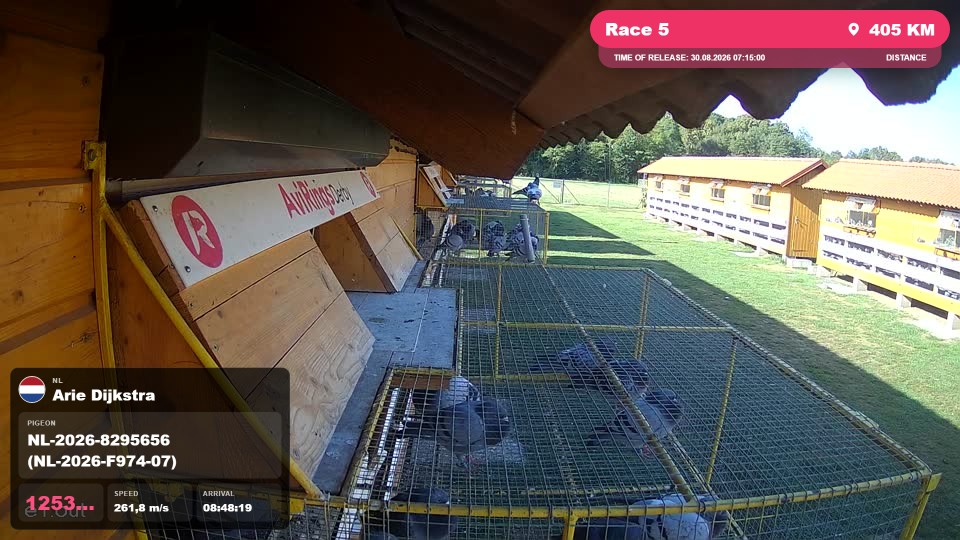 Pigeon Arrival Image For Race Race 5
