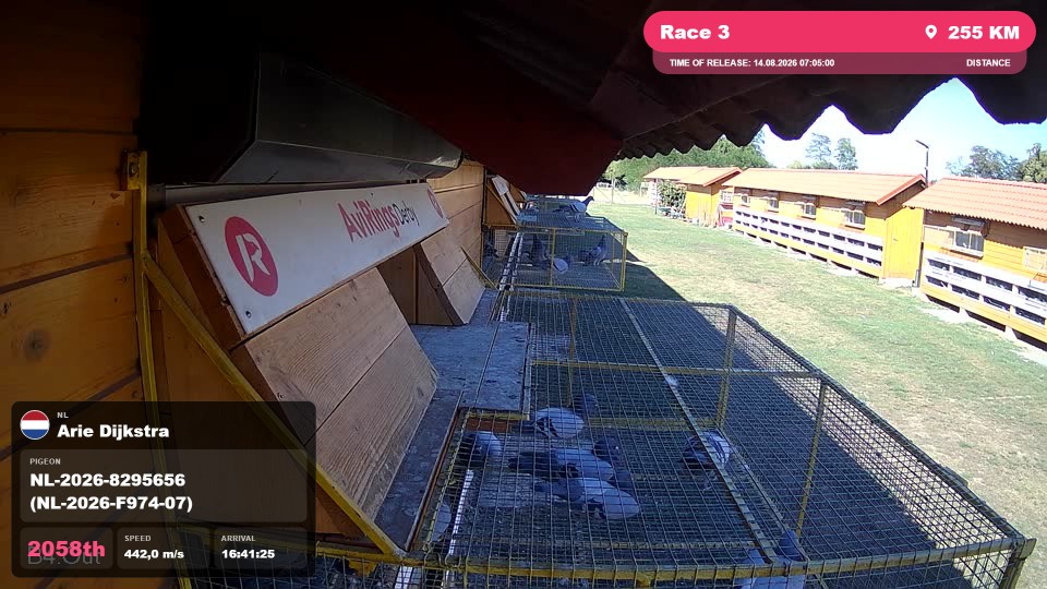 Pigeon Arrival Image For Race Race 3