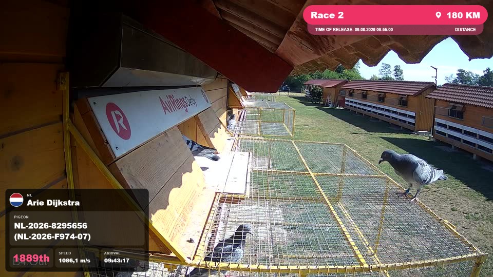 Pigeon Arrival Image For Race Race 2
