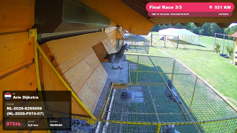 Pigeon Arrival Image For Race Final Race 3/3
