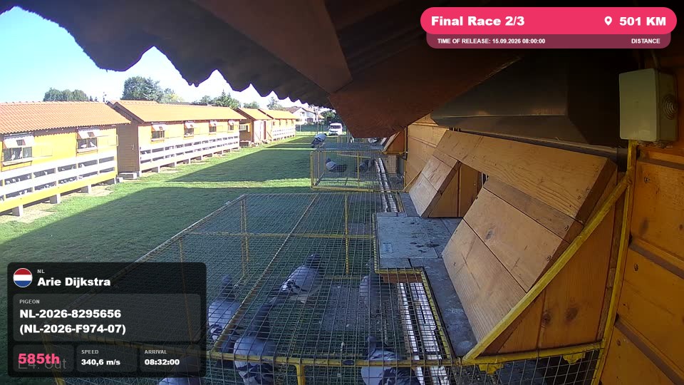 Pigeon Arrival Image For Race Final Race 2/3