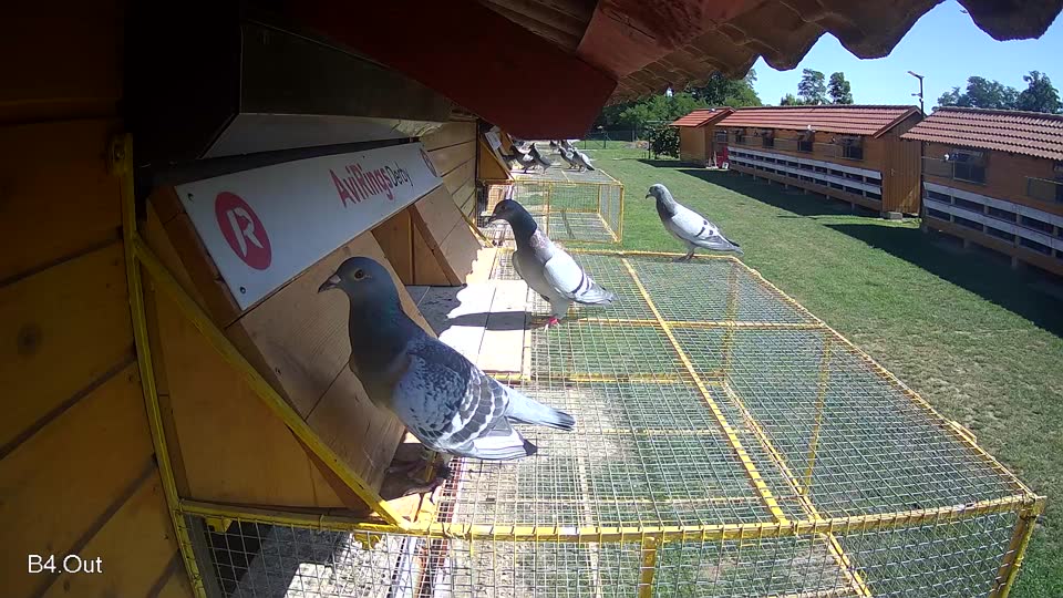 Pigeon Arrival Image For Race Race 2