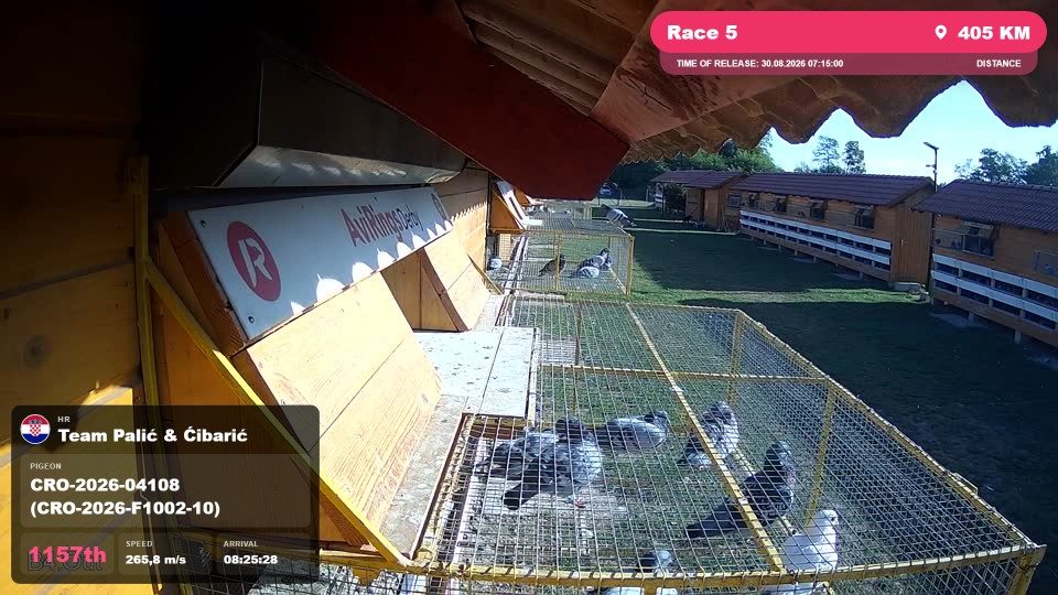 Pigeon Arrival Image For Race Race 5