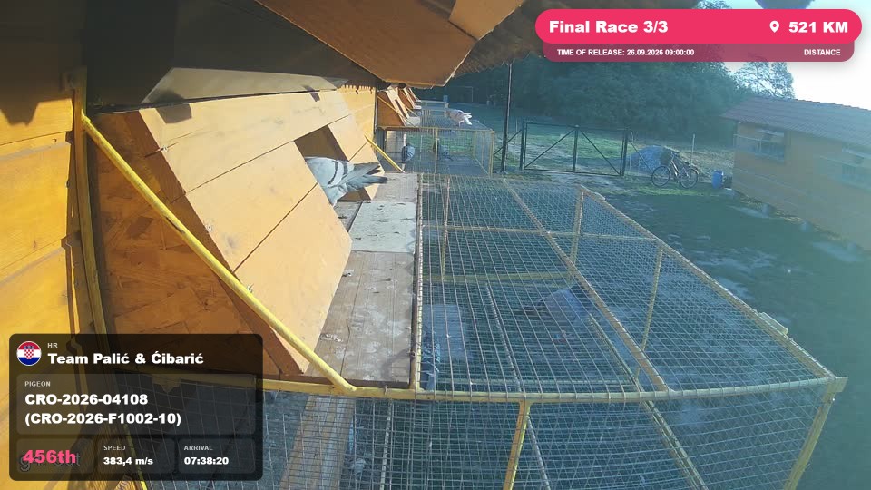 Pigeon Arrival Image For Race Final Race 3/3