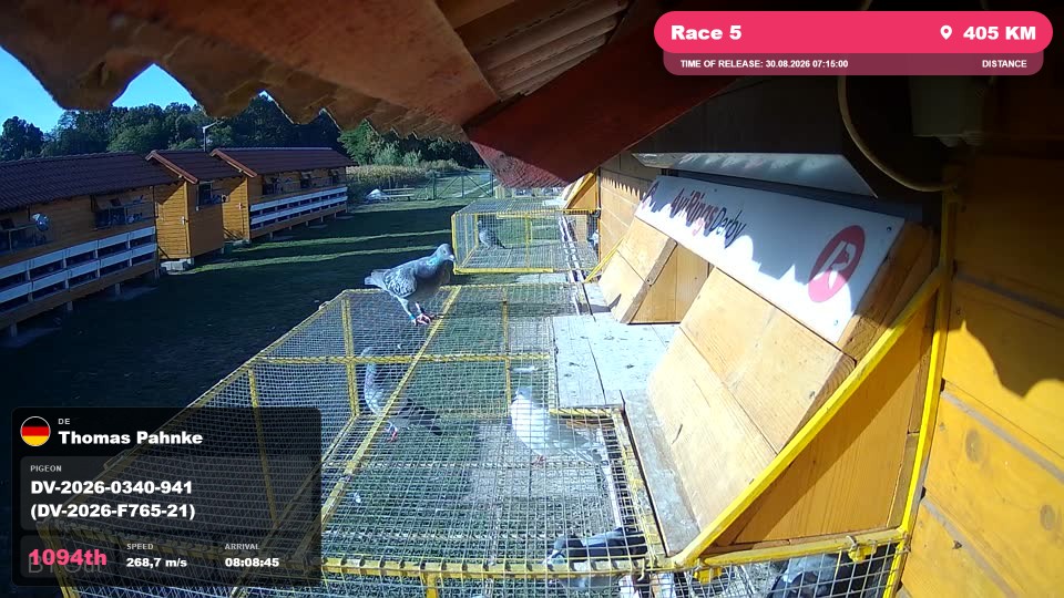 Pigeon Arrival Image For Race Race 5