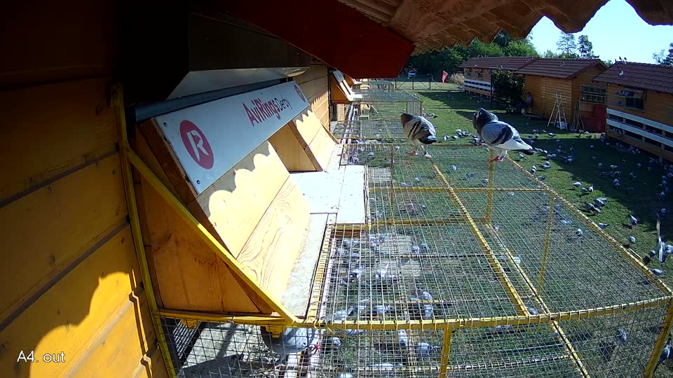 Pigeon Arrival Image For Race Race 2