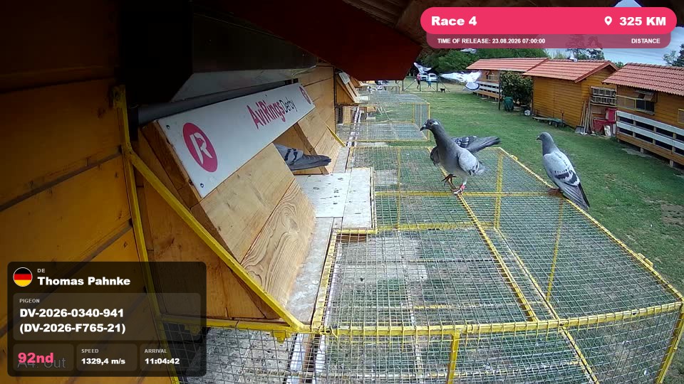 Pigeon Arrival Image For Race Race 4