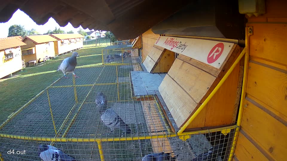 Pigeon Arrival Image For Race Race 5