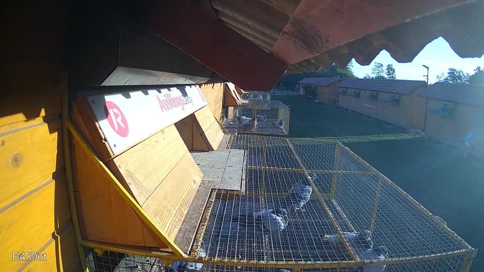 Pigeon Arrival Image For Race Final Race 1/3