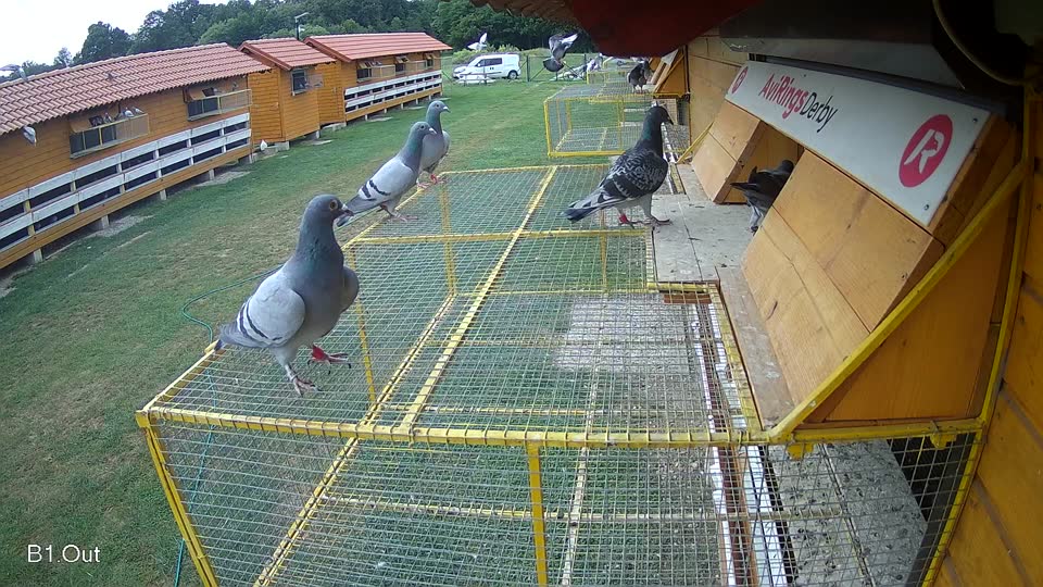 Pigeon Arrival Image For Race Race 3