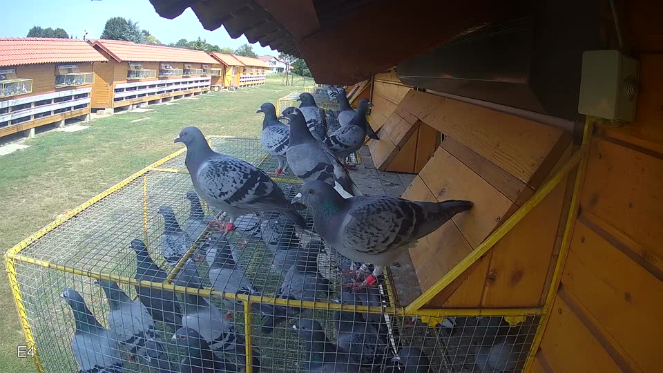 Pigeon Arrival Image For Race Race 4