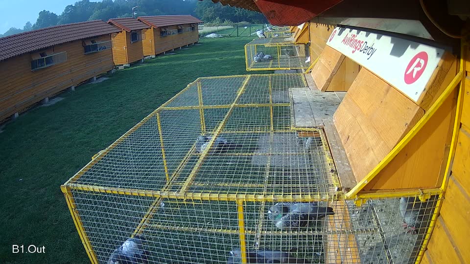 Pigeon Arrival Image For Race Final race 1
