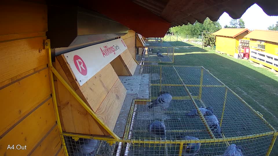 Pigeon Arrival Image For Race Race 5