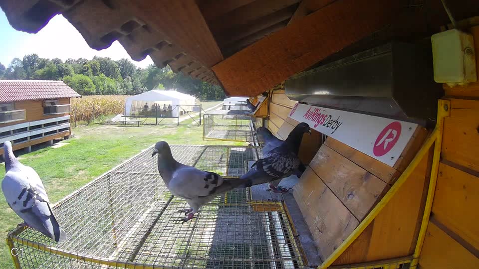Pigeon Arrival Image For Race Final Race 1/3