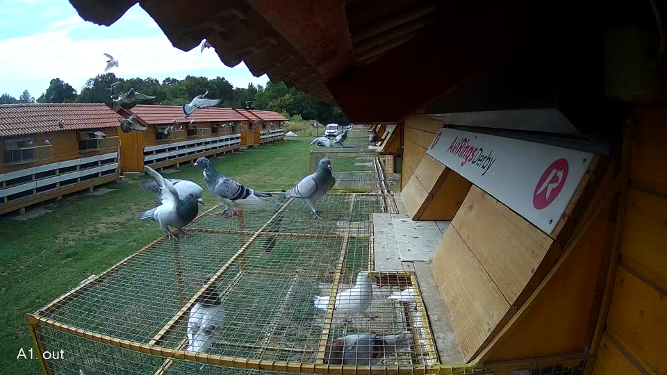 Pigeon Arrival Image For Race Race 4