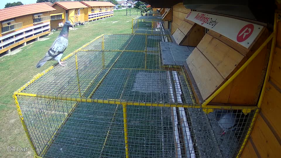 Pigeon Arrival Image For Race Race 3