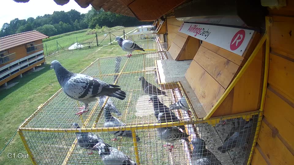 Pigeon Arrival Image For Race Race 4