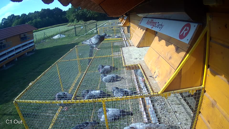 Pigeon Arrival Image For Race Race 5