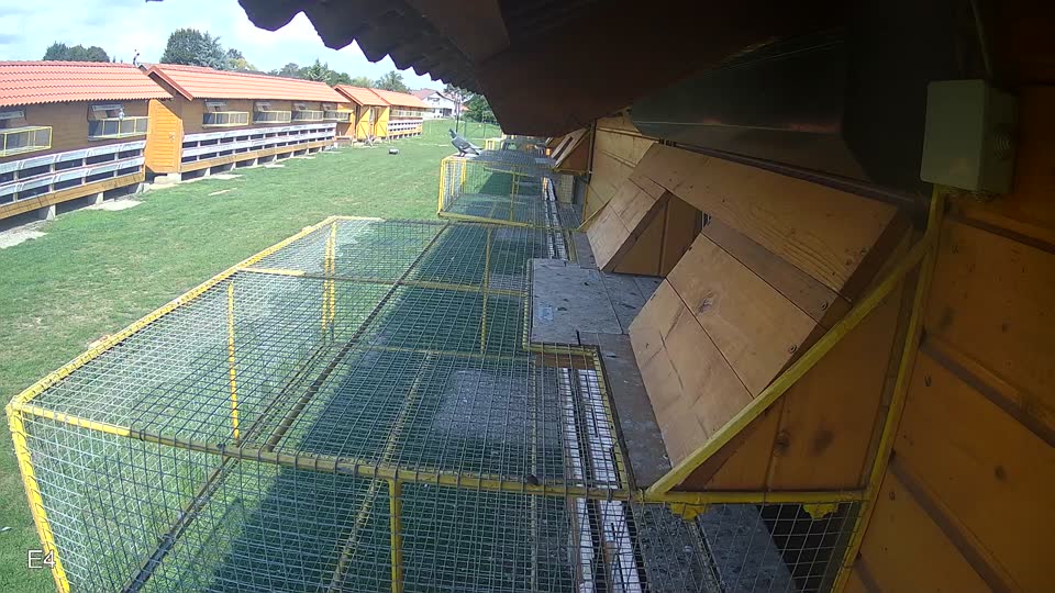 Pigeon Arrival Image For Race Race 6