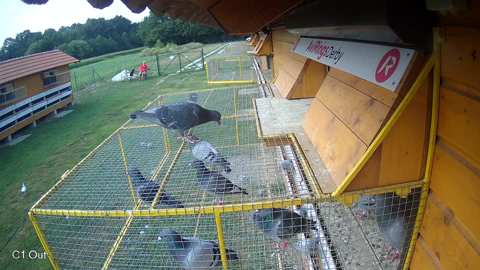 Pigeon Arrival Image For Race Race 4
