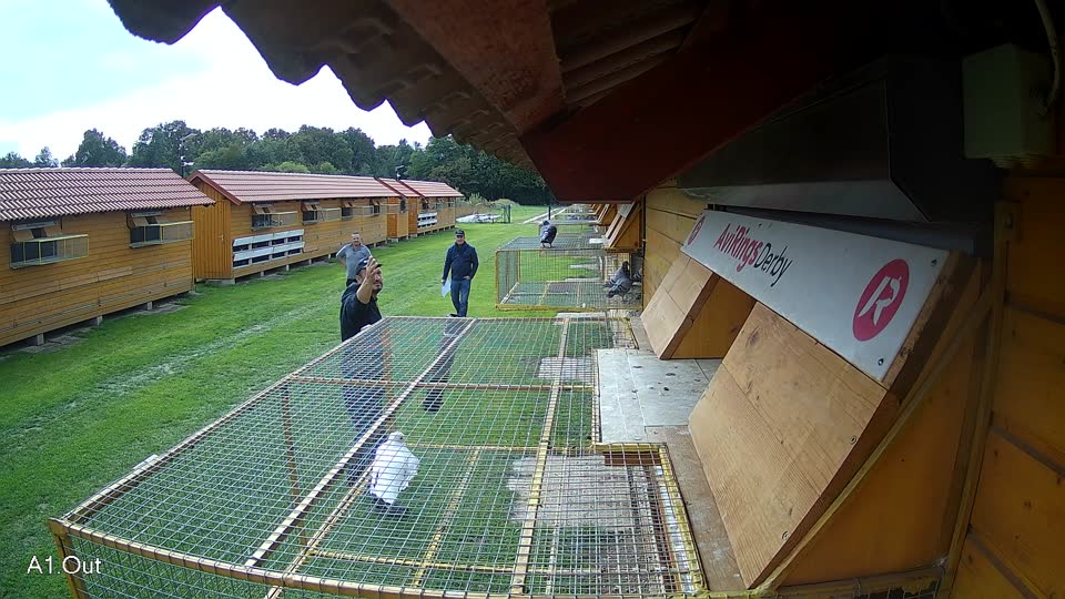 Pigeon Arrival Image For Race Final race 3