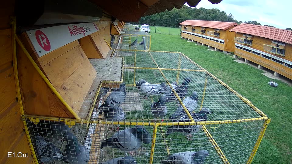 Pigeon Arrival Image For Race Final race 1