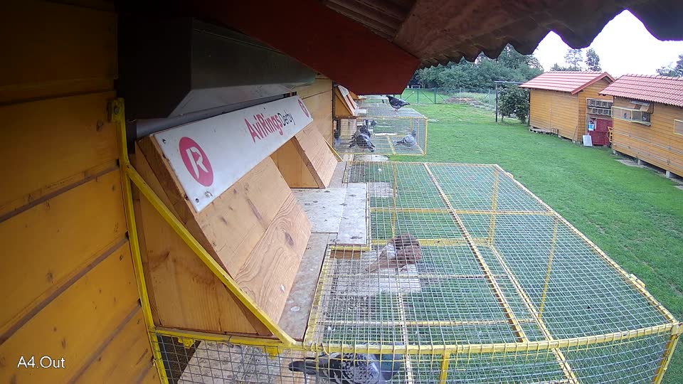 Pigeon Arrival Image For Race Final race 2