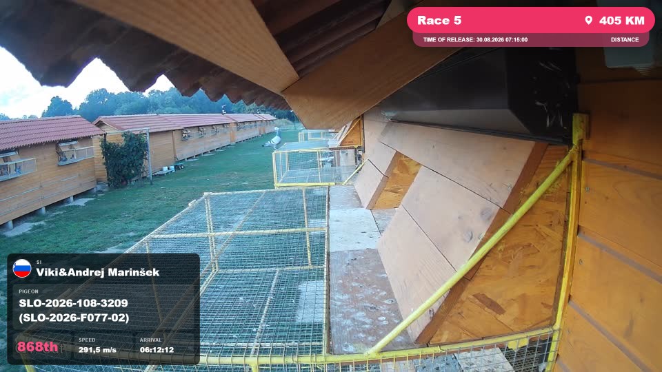 Pigeon Arrival Image For Race Race 5