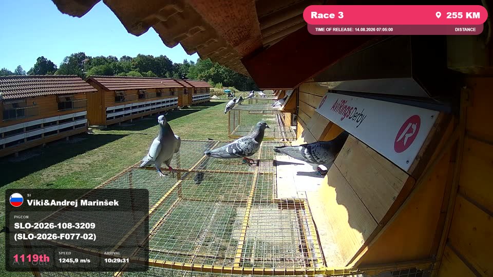 Pigeon Arrival Image For Race Race 3
