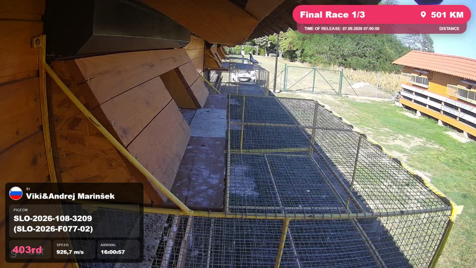 Pigeon Arrival Image For Race Final Race 1/3